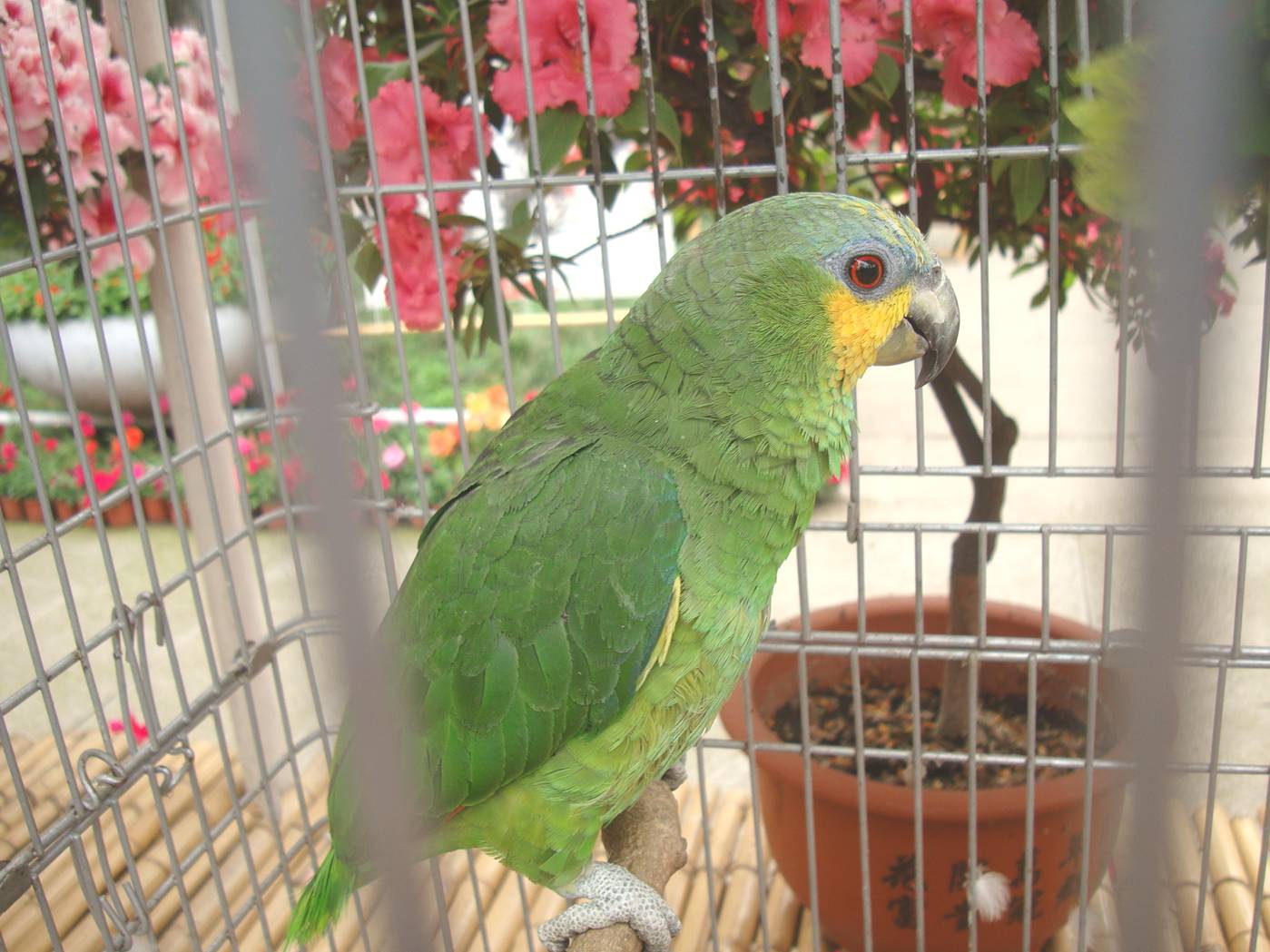 Picture:  A green parrot on display with the flowers.  Xi Hui Park, Wuxi, China