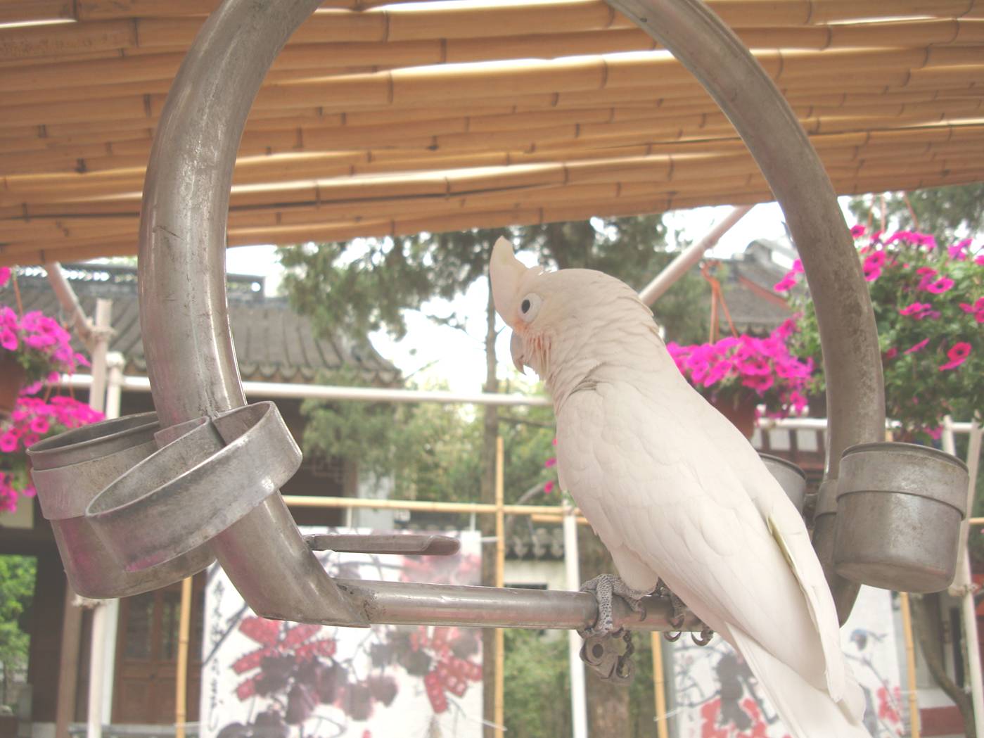 Picture:  I can't see a bird like this without thinking of "Rio" and the illegal bird trade.  I hope this one was born in captivity.  Xi hui Park, Wuxi, China