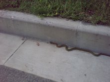 Snake in a Nanjing company yard.  I'm pretty sure we know what it is now.  