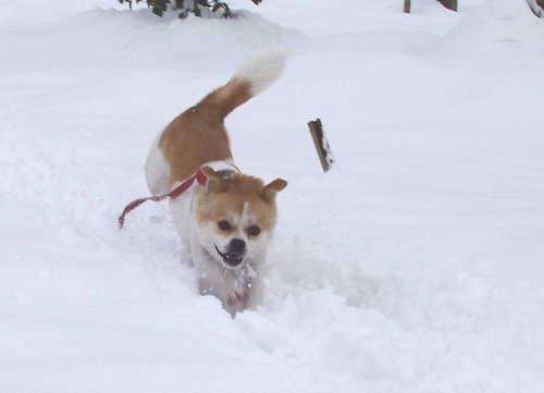 GouGou frolics in the snow