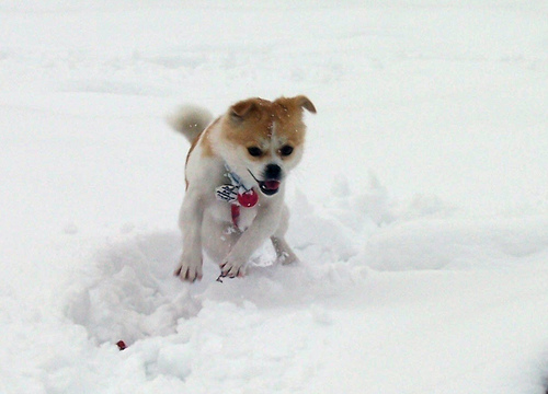 GouGou frolics in the snow