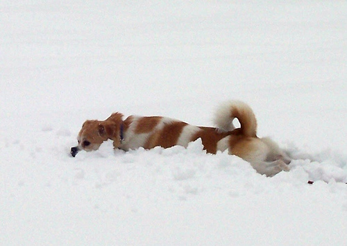 GouGou the dog frolics in the snow